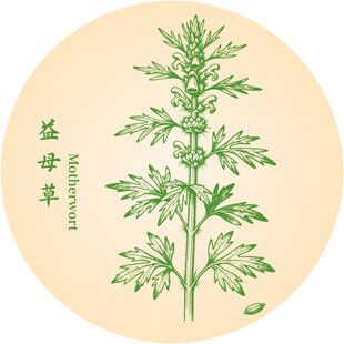 益母草中药材草本植物插画