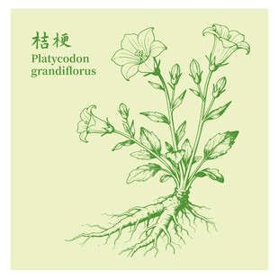 桔梗中药材植物插画图