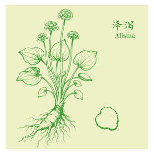 泽泻植物手绘图鉴