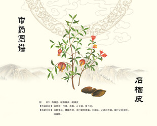 石榴皮中药材石榴皮