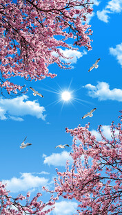 仰视蓝天白云樱花