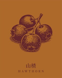 复古风山楂插画