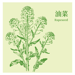 手绘油菜植物图