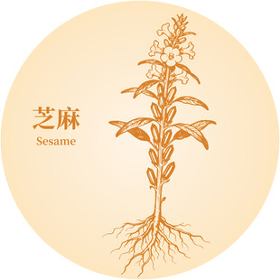 芝麻植株插画