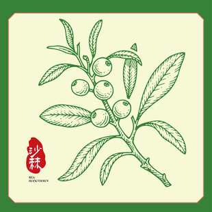 手绘沙棘果包装手绘插画