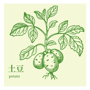 手绘土豆植株插画