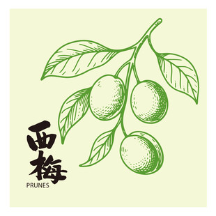 手绘李子西梅插画矢量图