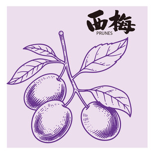 手绘李子西梅插画矢量图