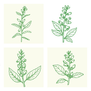 芝麻产品包装一株芝麻植物