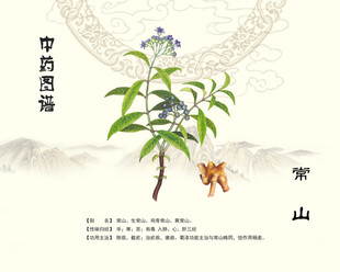 常山药材展示图