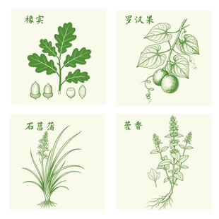 橡实罗汉果石菖蒲藿香中药材