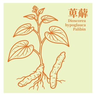 萆薢植物图示