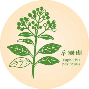 草珊瑚植物图示