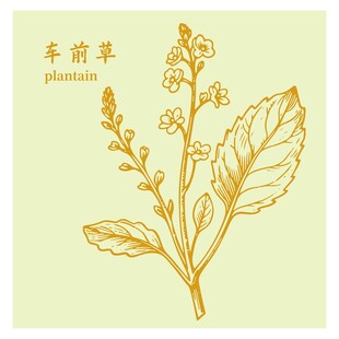 车前草植物插画