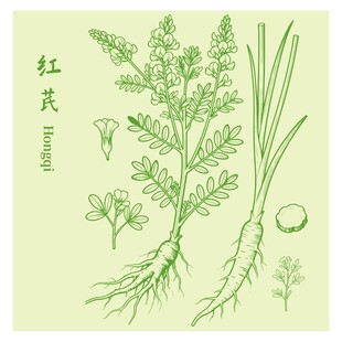 红芪植物手绘图示