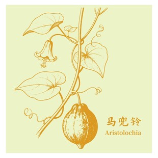 手绘马兜铃植物图