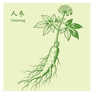 手绘人参图