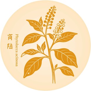 商陆植物图案