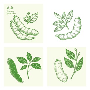 天麻中药材插画集