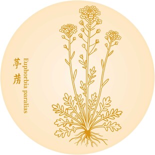 葶苈花植物线描图案