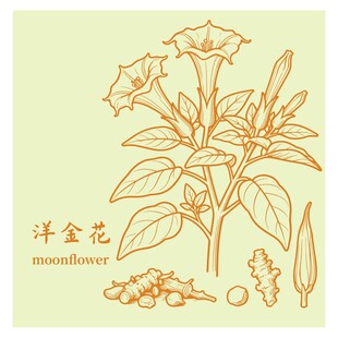 洋金花植物线稿插画