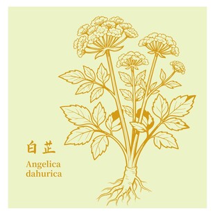 手绘白芷植物插画