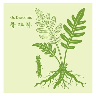 骨碎补植物图示