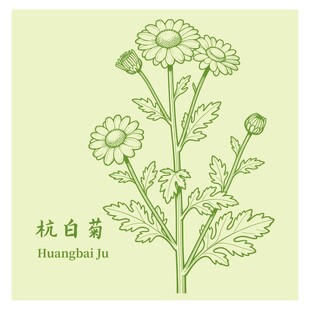 手绘杭白菊插画