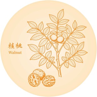 手绘核桃植物