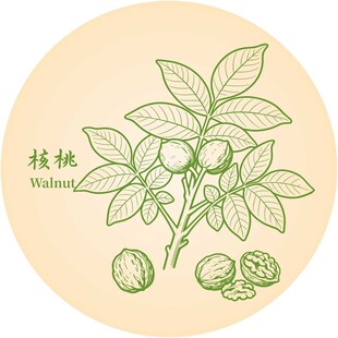 核桃植物插画