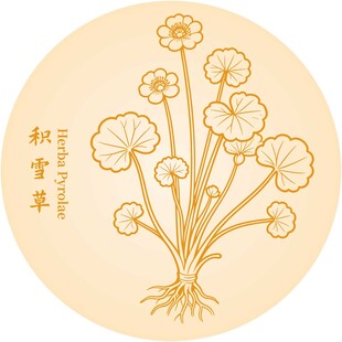 积雪草图案插画