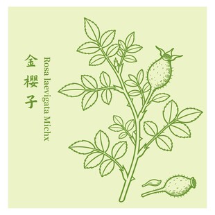 金樱子植物手绘图鉴