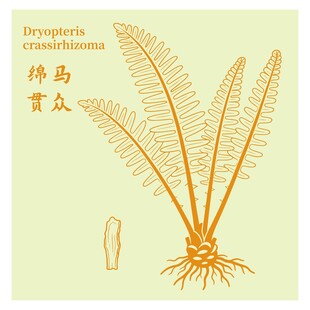 绵马贯众植物手绘图