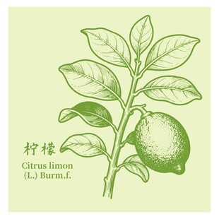 手绘柠檬枝