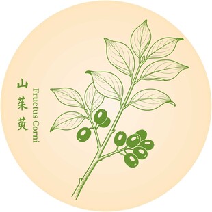 山茱萸植物插画