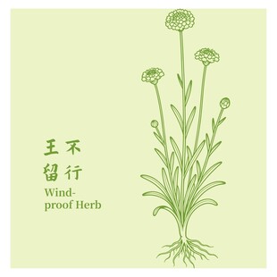 王不留行植物插画