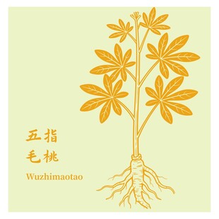 五指毛桃植物图示