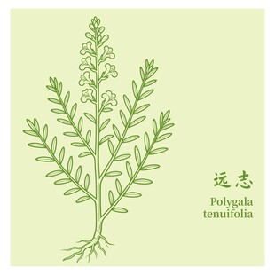 远志植物插画