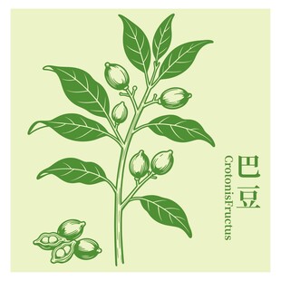 巴豆植物插画展示