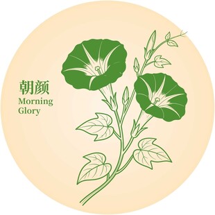 手绘朝颜花插画