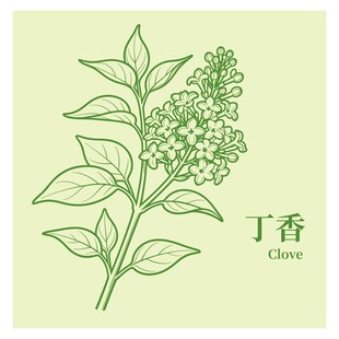 手绘丁香植物图