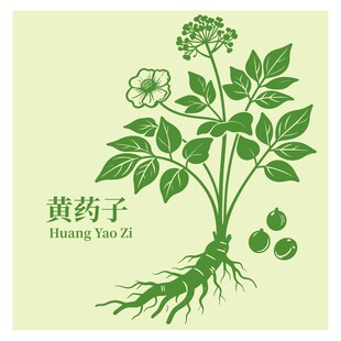 黄药子植物插画展示