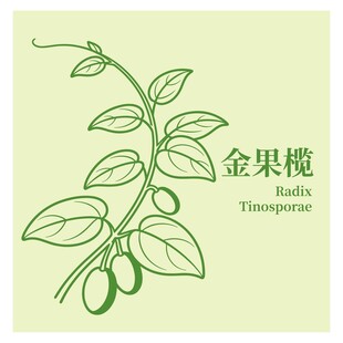 金果榄植物线条插画