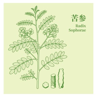 苦参植物手绘图