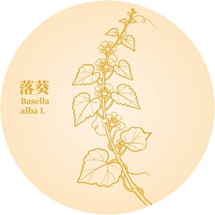 手绘落葵植物图案