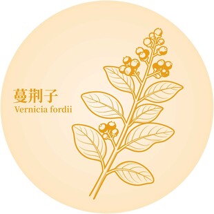 蔓荆子植物插画