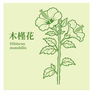 木槿花手绘图案