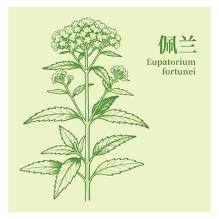 佩兰植物手绘插画