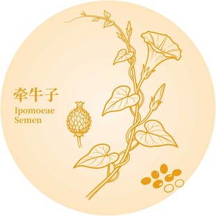 牵牛子植物插画展示