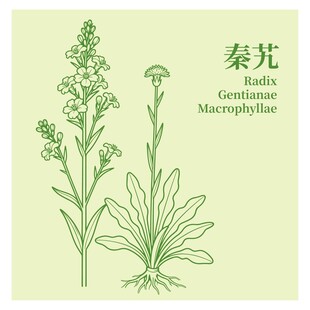 秦艽植物插画